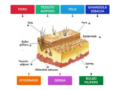 SCIENZE: LA PELLE  SOVRASCRIVI ( semplificato)