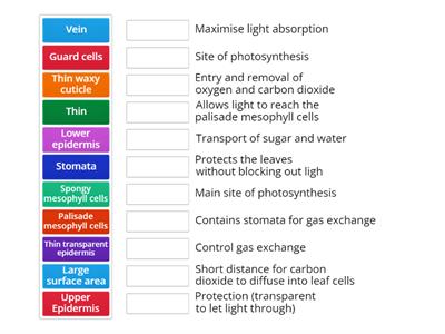 Leaf Structures and Adaptations 