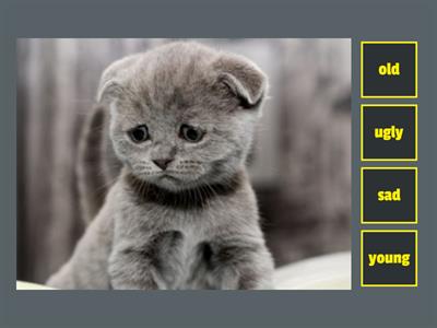 Alina. Kid's box 1. My family  (Прилагательные квиз)