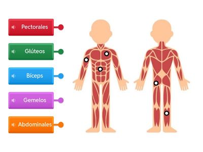 Músculos 1