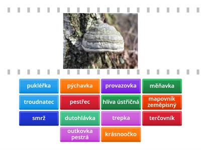 Houby, lišejníky, jednobuněčné organismy