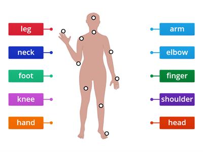 Body Parts Revision