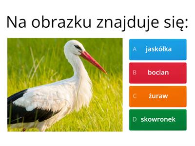 Wiosenne ptaki - quiz
