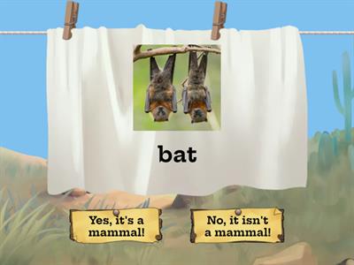 It is a mammal!