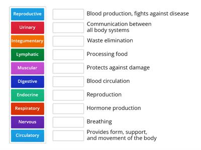 Body systems primary functions