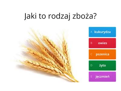 Zboża i produkty