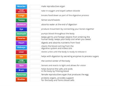 Human Body Organs and their functions