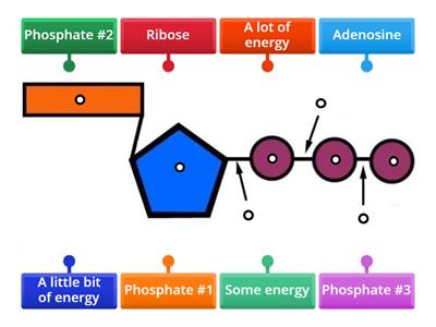 ATP Diagram Labeling