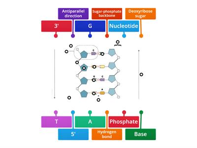 1.1 Structure of DNA (Higher Bio)