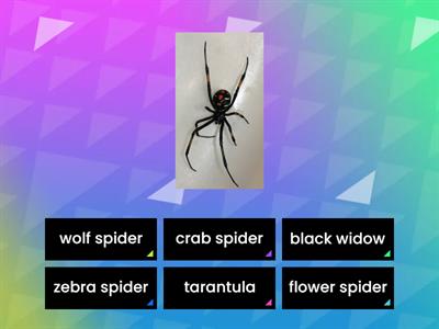 Spiders MJWJ EP 7