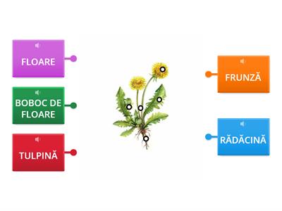 PĂPĂDIA - alcătuire