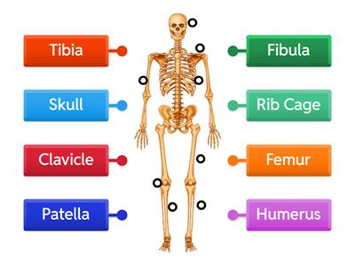 Skeletal System