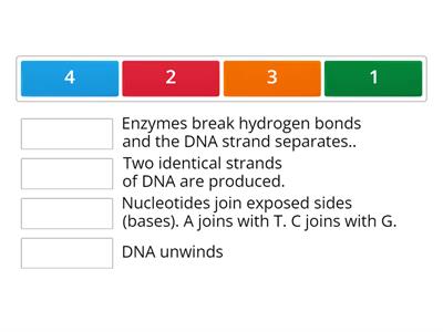 DNA Replication Steps