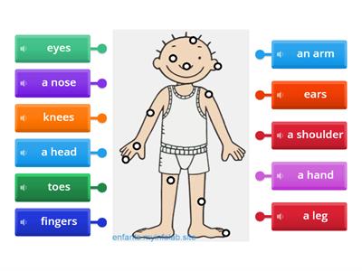 body parts