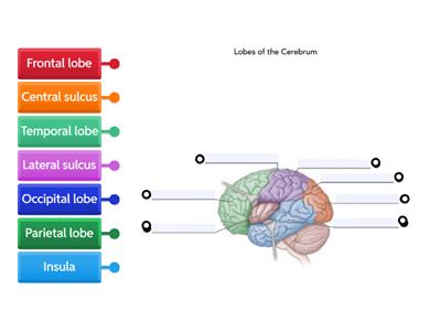 Lobes of the Cerebrum