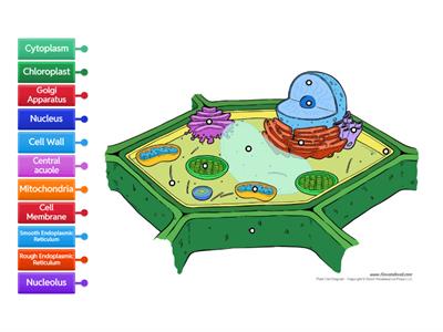 Label Plant Cell Organelles