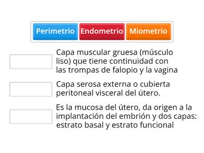 Capas del útero