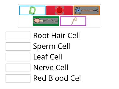 Specialised cells