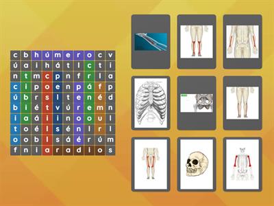 Anatomía en la Sopa de Letras