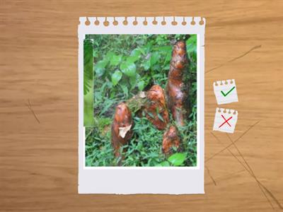 造園丙級植物別