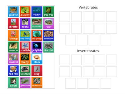 Classifying Animals (Vertebrates & Invertebrates)