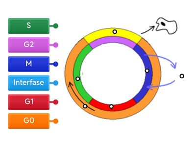 2. Dibuix Cicle Cel·lular