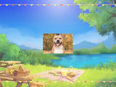 Память собаки