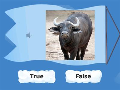 ANIMALS: True or False?