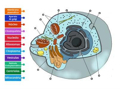 Partes de la célula