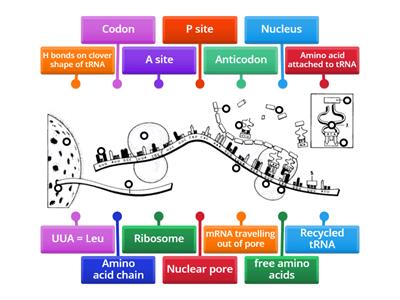 Translation (Protein Synthesis)