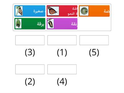 دورة حياة الفراشة