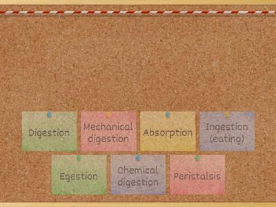 Keywords in digestion