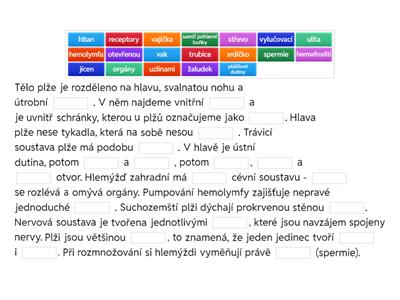 MĚKKÝŠI - ANATOMIE