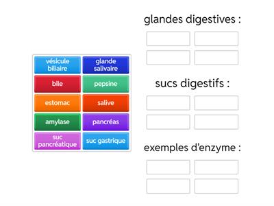 SVT : les différentes glandes digestives, les sucs et les enzymes fabriqués.