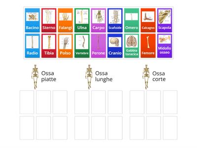 Ossa piatte, corte, lunghe