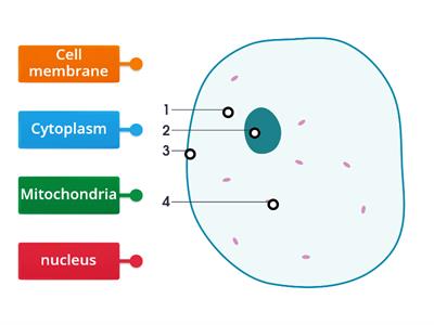 The animal cells