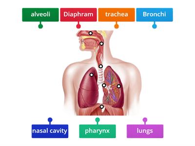 Respiratory System