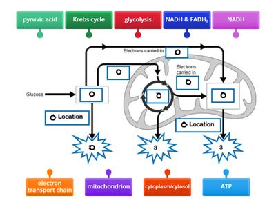 Cellular Respiration Matching Breakdown