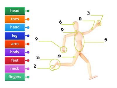 4.2 Parts of the body GG1