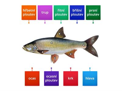 Stavba těla - RYBY