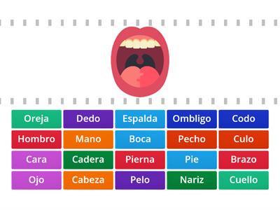 Partes del cuerpo humano - ELE