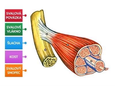Př-9 SVALOVÁ SOUSTAVA (stavba kosterního svalu)