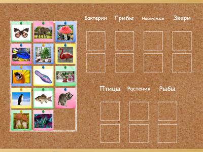 Окр мир 3 класс Царства (повторение)