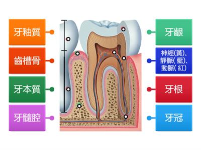 南一國中健體1上ch1-3牙齒構造圖