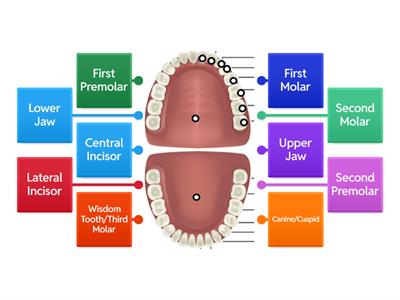 Diagram of Teeth