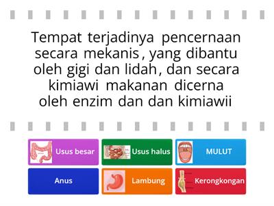 FUNGSI Organ Pencernaan Manusia