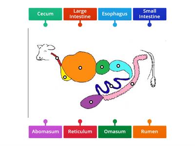 Ruminant Digestive System