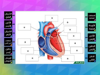 أجزاء القلب