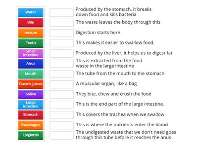 6th Grade The digestive system