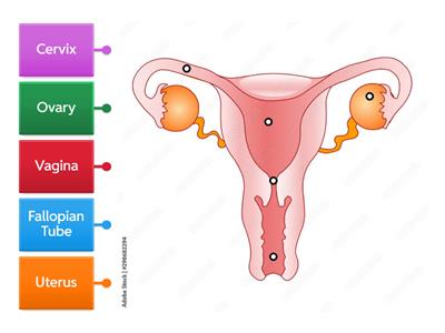 Female Reproductive System